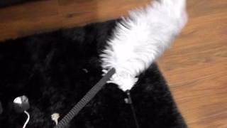 Amateur hot brunette fucked hard 2 mp4